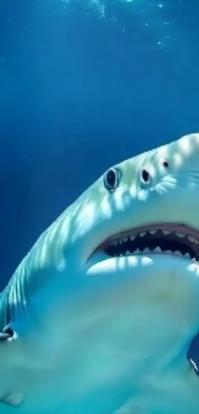 Close-up of a great white shark in a blue ocean underwater setting.