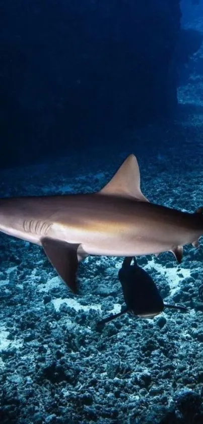 Shark swimming in a deep blue ocean.