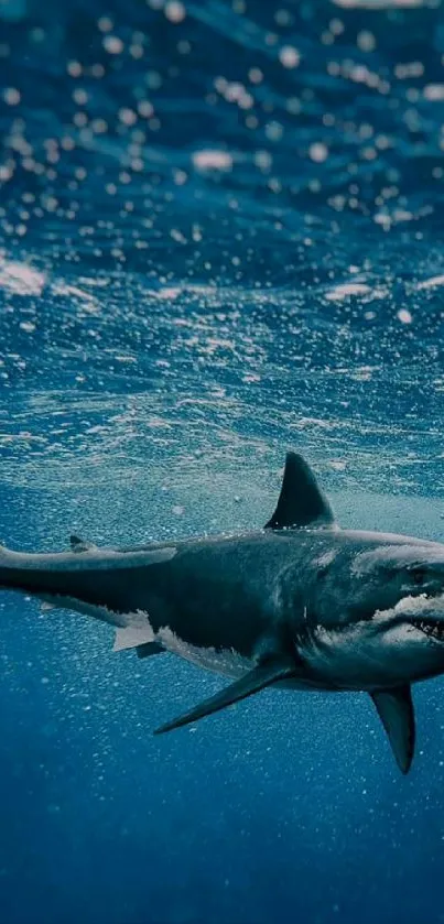 Majestic shark swimming in blue ocean water.