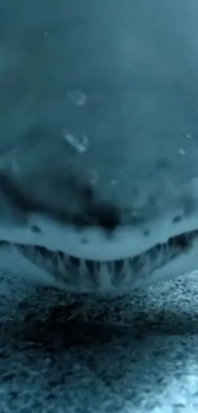 Close-up of a shark underwater with a slate gray background.