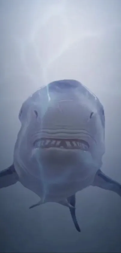 A majestic shark swimming underwater with a blue hue.