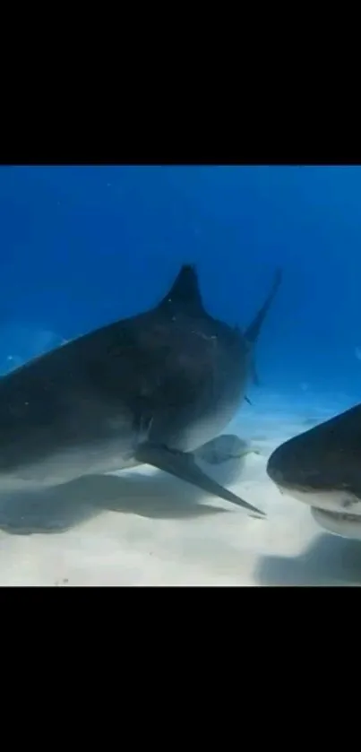 Two sharks swimming underwater in clear blue ocean waters.