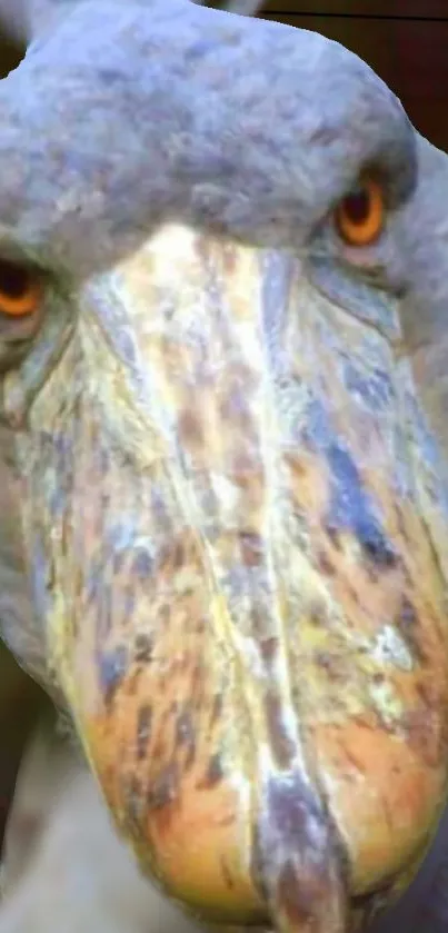 Close-up of a shoebill stork with intense gaze and vibrant details.