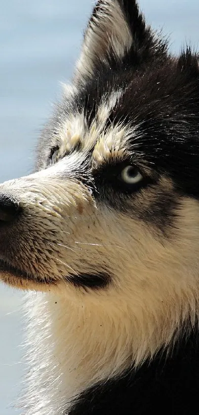 Majestic husky with blue eyes looking into the distance.