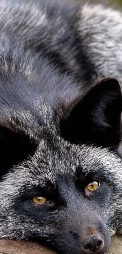 Close-up of a majestic silver fox with striking eyes.