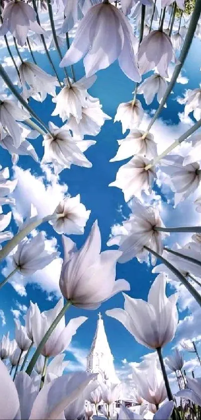 Looking up at white tulips with a bright blue sky background.