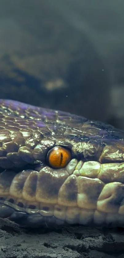 Close-up of a snake's face with rich texture and vivid orange eye.