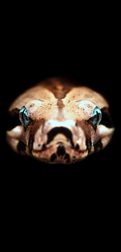 Close-up of a snake on a dark background, perfect for a mobile wallpaper.