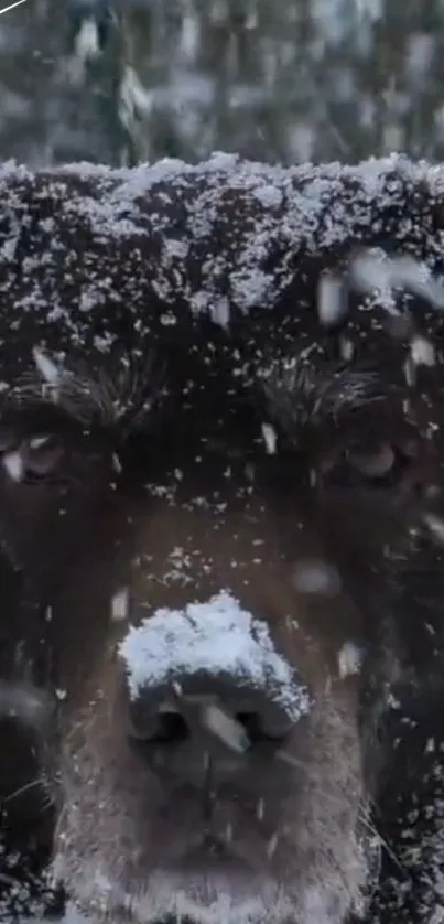 Majestic dog with snow-covered face in winter scene.