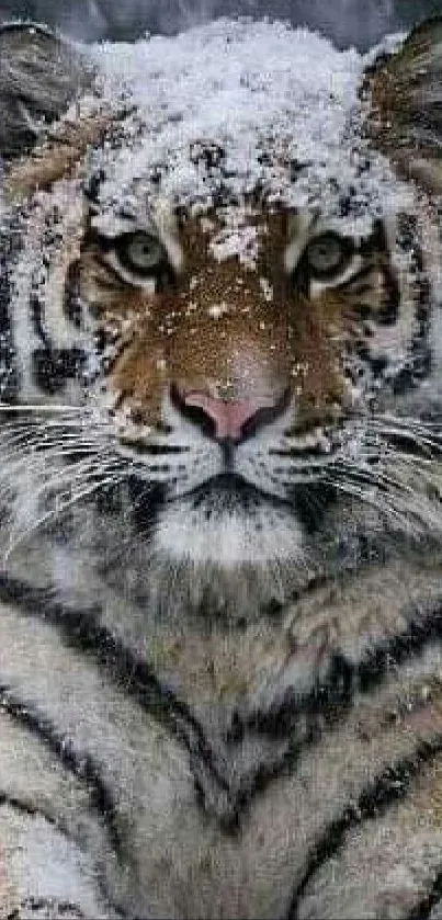 Majestic tiger covered in snow in a serene winter landscape.