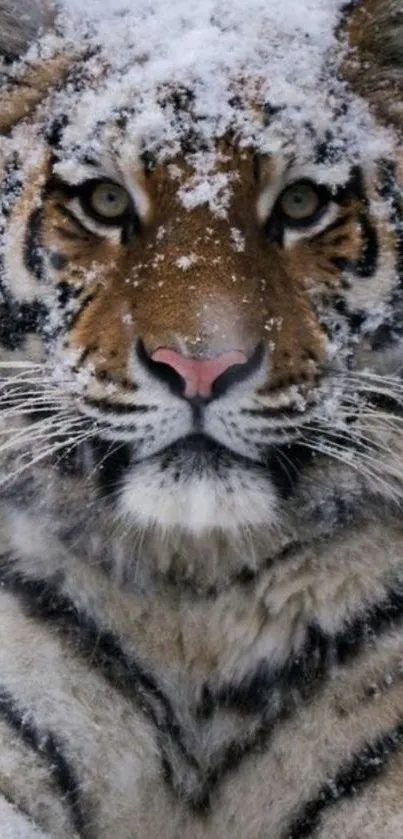 Majestic tiger with snow-covered face.