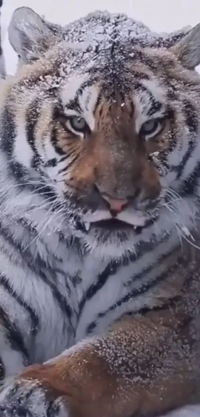 A majestic snow-dusted tiger resting, showcasing its powerful gaze and beautiful stripes.