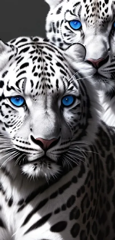 Snow leopards with blue eyes on dark background.