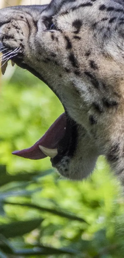 Close-up of a roaring snow leopard in lush greenery.