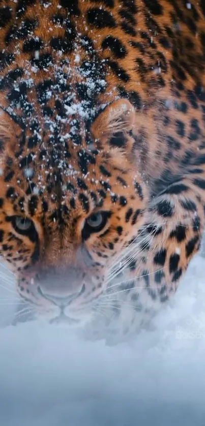 Leopard walking through snow in dramatic wallpaper.