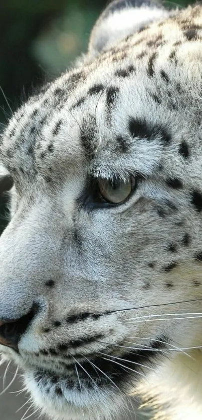 Close-up of a snow leopard's face in natural light.