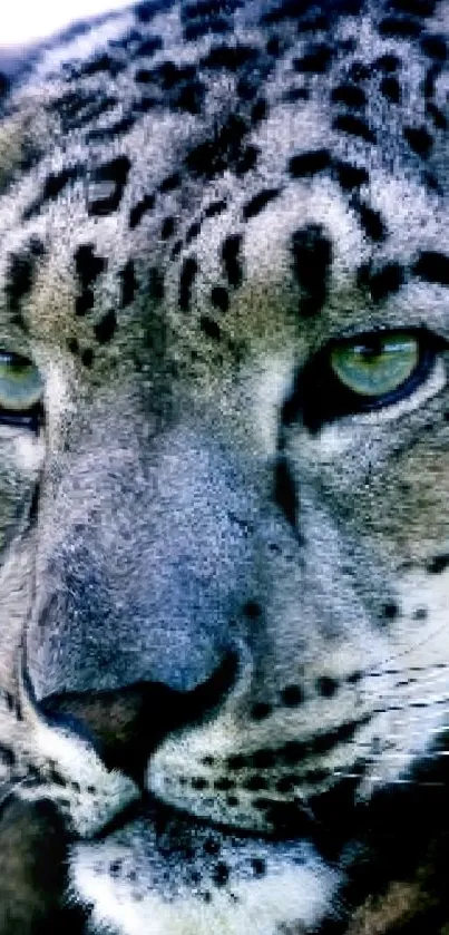 Closeup of a snow leopard with a mesmerizing gaze, perfect for phone wallpaper.