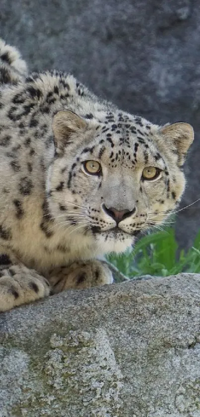 A majestic snow leopard resting on a rocky terrain.
