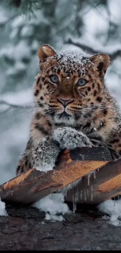 Snow leopard on a snowy log in forest setting.