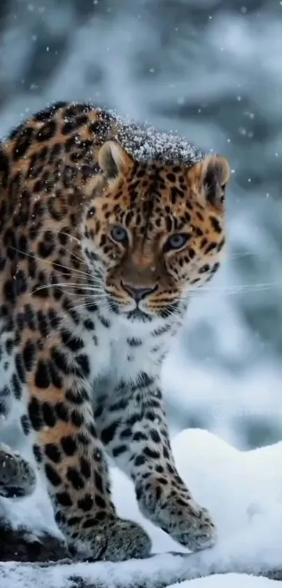 Majestic snow leopard in a snowy forest background wallpaper.