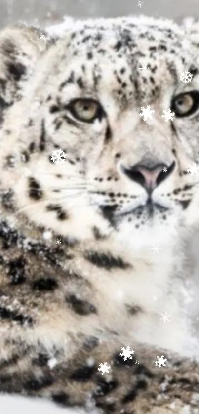 Majestic snow leopard in a snowy landscape wallpaper.