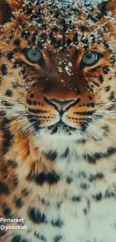 A snow-dusted leopard staring intensely with vibrant fur in a winter setting.