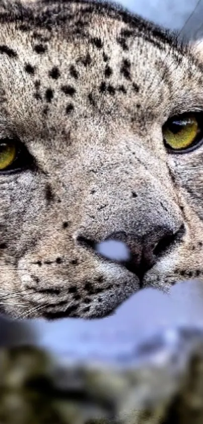 A snow leopard resting on a rock, showcasing its majestic beauty.