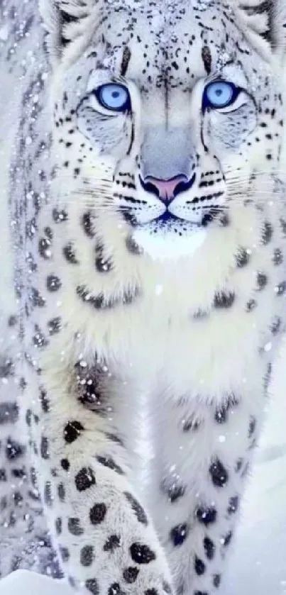 Snow leopard with piercing blue eyes in a snowy setting.
