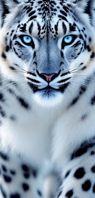 Close-up of a snow leopard with striking blue eyes.