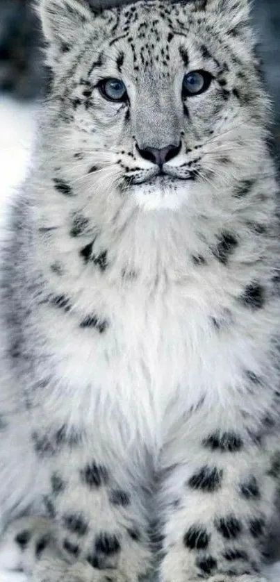 Snow leopard sitting on snowy ground, looking forward.