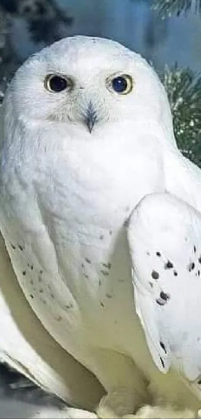 Stunning mobile wallpaper of a snow owl in winter surroundings.