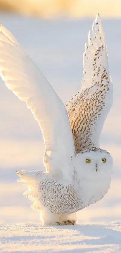 Snowy owl in flight over snowy landscape.