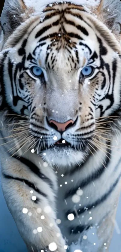 Snow tiger with blue eyes in winter scene, perfect for mobile wallpaper.