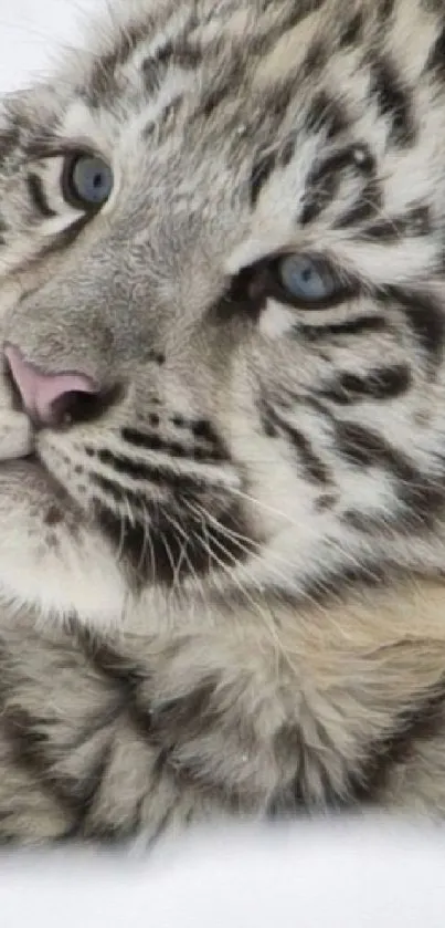 Close-up of a majestic white snow tiger with piercing blue eyes.