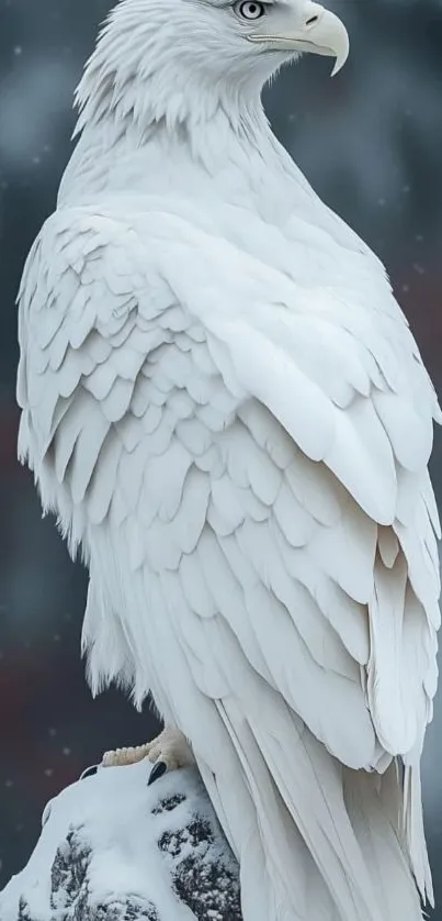 Snowy eagle perched with white feathers against a blurred winter backdrop.