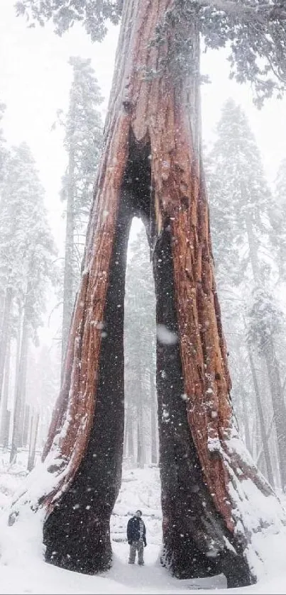 Majestic towering tree in snowy forest landscape.