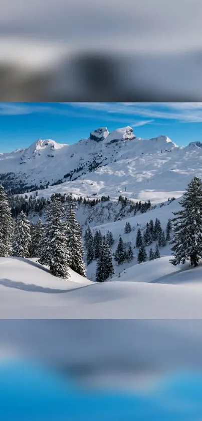 Snowy mountain landscape with evergreen trees and blue sky.