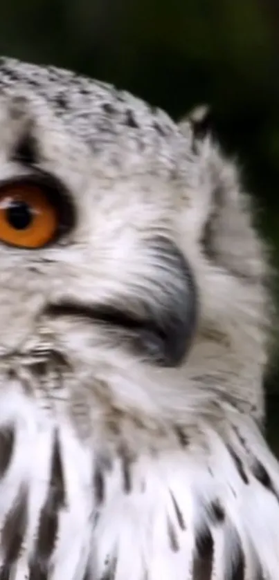 Close-up mobile wallpaper of a snowy owl with orange eyes.