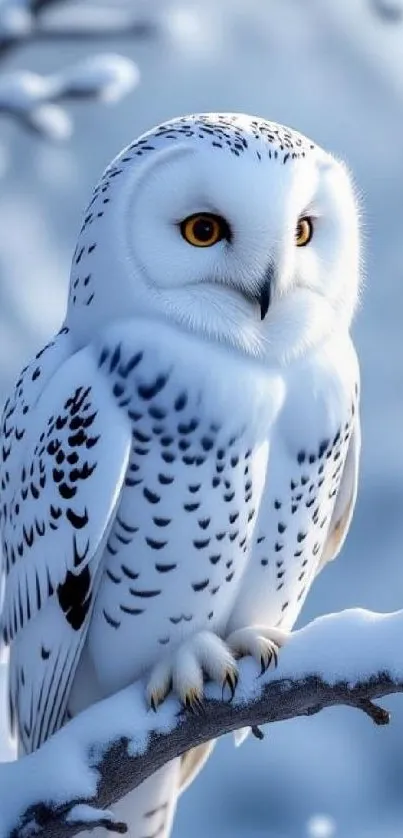 Snowy owl perched on snow-covered branch.