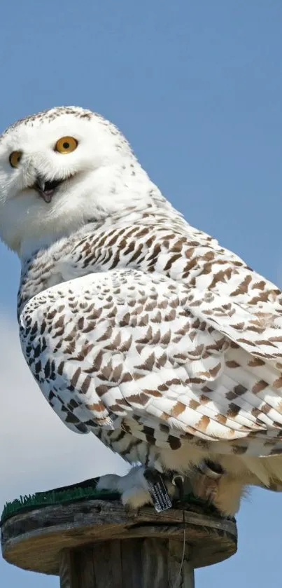 Snowy owl perched under a bright blue sky.