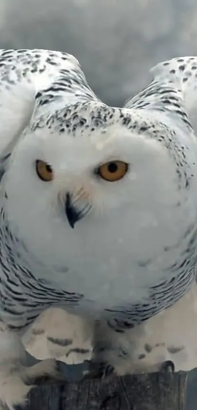 Majestic snowy owl in flight with wings spread and intense gaze.