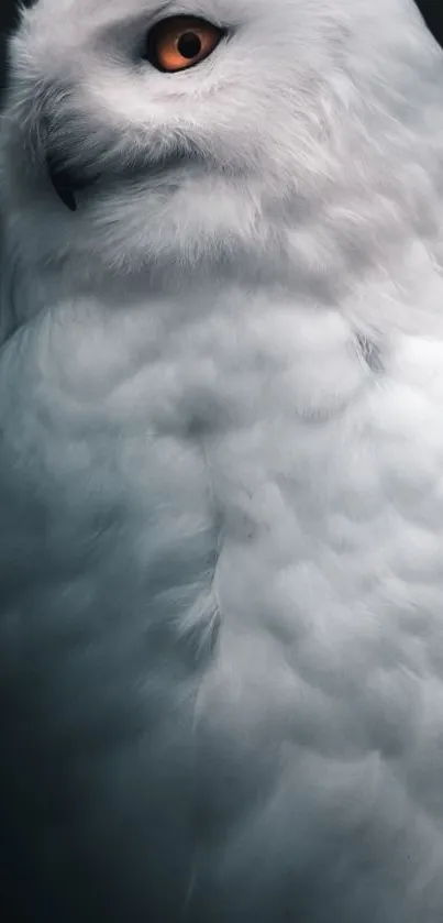 Snowy owl portrait with white feathers.