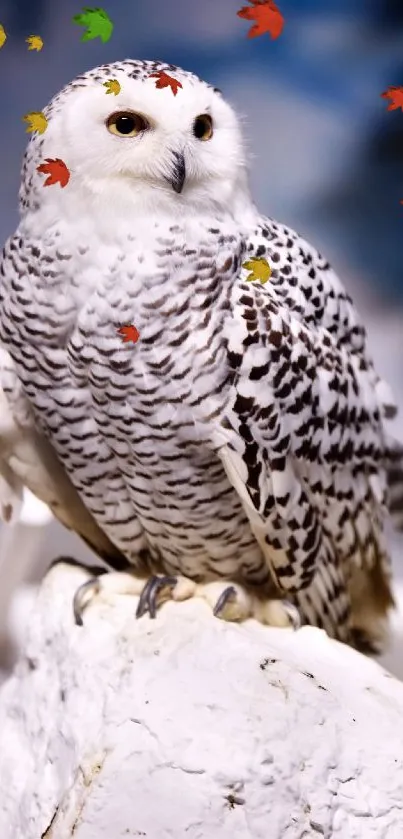 Majestic white snowy owl perched with a snowy background.