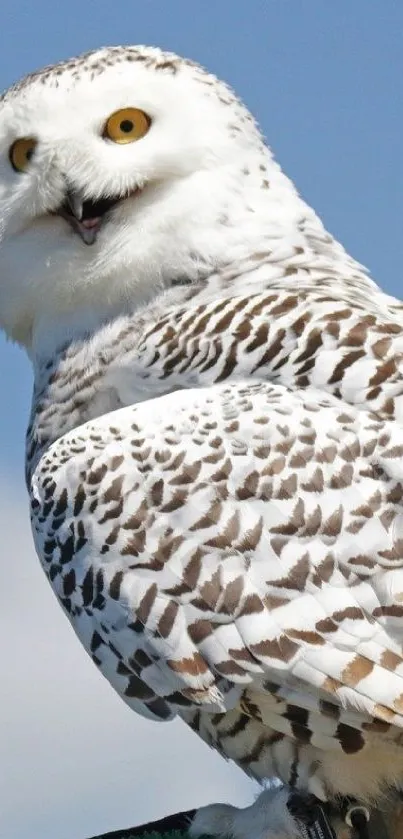 Snowy owl with yellow eyes against a blue sky.