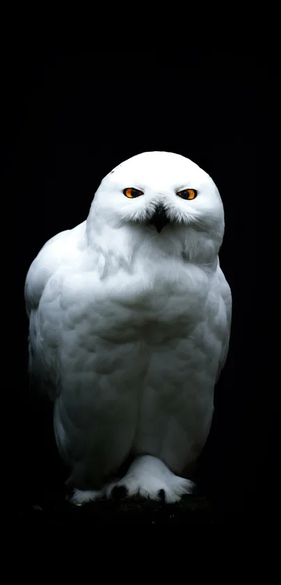 Majestic snowy owl on a dark background for mobile wallpaper.