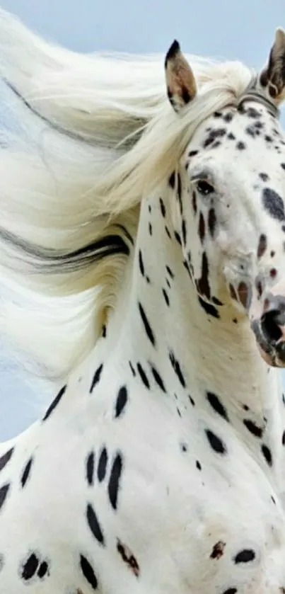 Majestic spotted horse with flowing mane in natural setting.