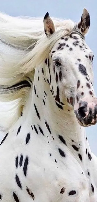 Majestic white horse with black spots on wallpaper.