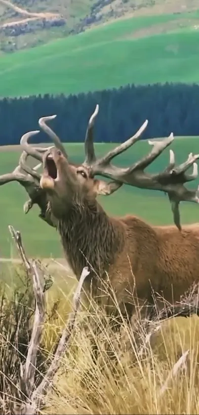 Majestic stag standing in lush green fields with antlers raised.