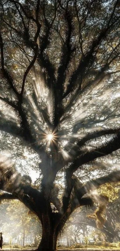 Majestic tree with sunlight shining through its branches in a serene outdoor scene.