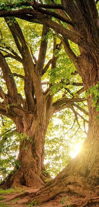 Sunlit tree wallpaper with lush green leaves and majestic trunks.